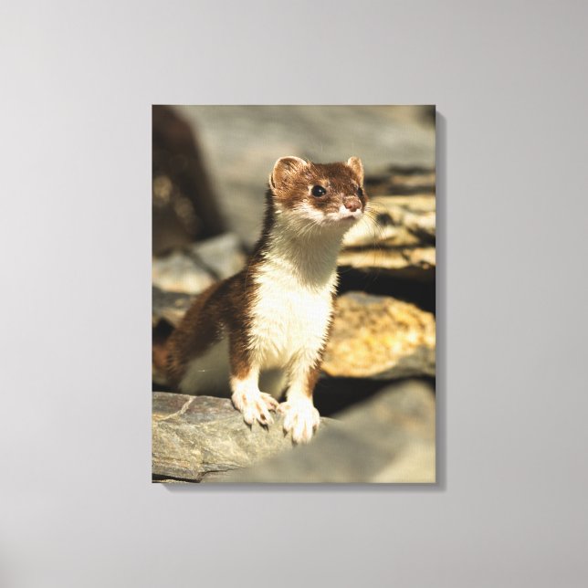 Lienzo Alert Weasel (Anverso)