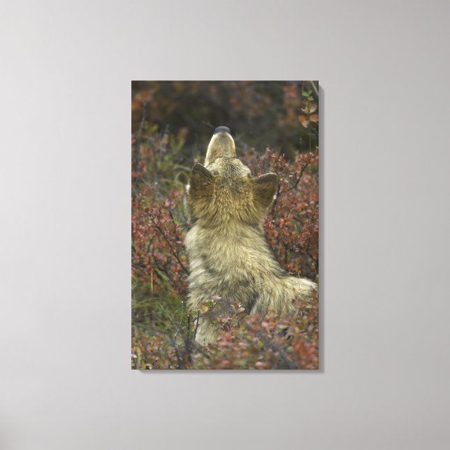 Lienzo Alerta de olfateo de lobo gris (Canis lupus) (Anverso)
