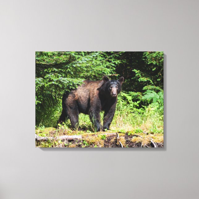 Lienzo Alfa Black Bear (Anverso)
