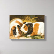 Alimentación de cerdos de Guinea mascota (por Jame