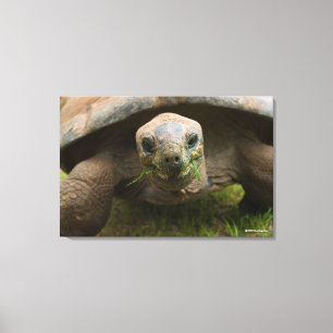 Lienzo Alimento Aldabra Tortoise