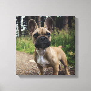 Lienzo Almohada de French Bulldog
