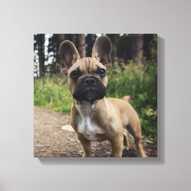 Lienzo Almohada de French Bulldog (Anverso)