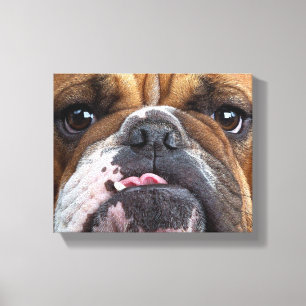 Lienzo Almohada de inglés bulldog