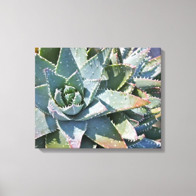 Lienzo Aloe brevifolia por Debra Lee Baldwin (Anverso)