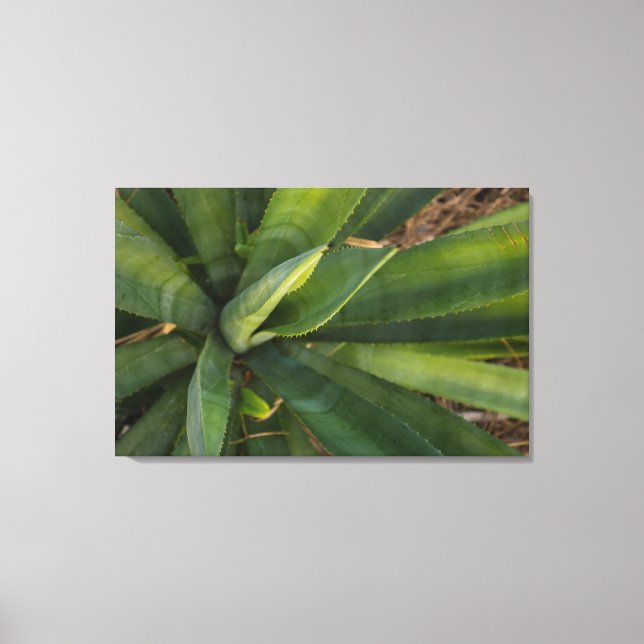 Lienzo Aloe Vera (Anverso)