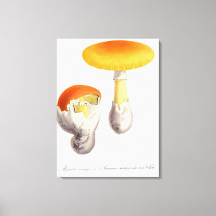 Lienzo Amanita Caesaria de "Phytographie Medicale" por J