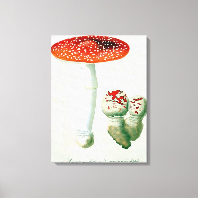 Lienzo Amanita Muscaria de 'Phytographie Medicale' por J. (Anverso)
