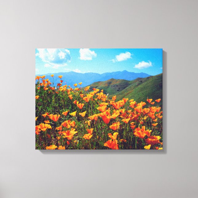 Lienzo Amapolas de California cubriendo una ladera (Anverso)