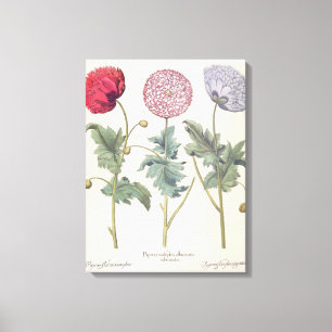 Lienzo Amapolas: rubicundis múltiplexes de los albumoris