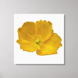 Lienzo Amarillo de la amapola Alaskan Flor silvestre Flor