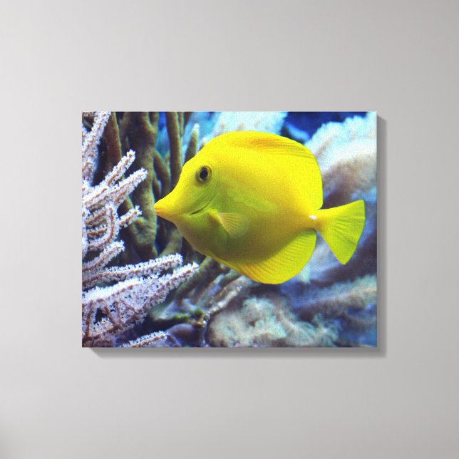Lienzo Amarillo Saltwater Tang Fish (Anverso)