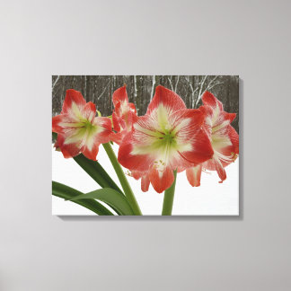 Lienzo Amaryllis en floral de invierno en la nieve roja f