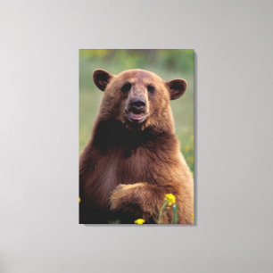 Lienzo América del Norte, California, oso negro canela