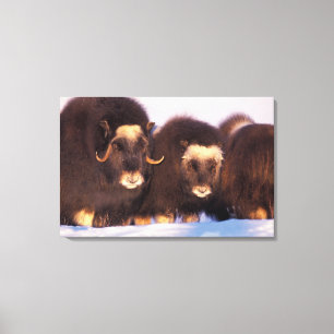 Lienzo América del Norte, Estados Unidos, Alaska, Círculo