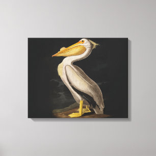 Lienzo América del pájaro pelícano blanco audubon