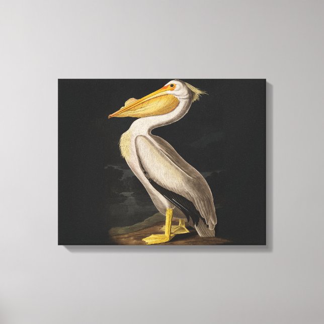 Lienzo América del pájaro pelícano blanco audubon (Anverso)