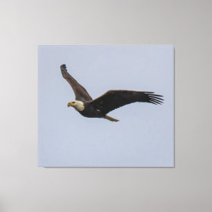 Lienzo American Bald Eagle In Flight