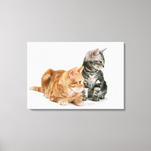 Lienzo American Shorthair Cat 2