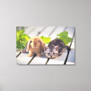 Lienzo American Shorthair; es el más popular y el más