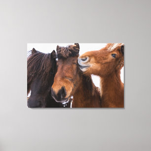 Lienzo Amigos del caballo islandés, Islandia