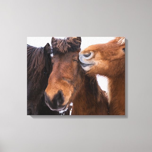Lienzo Amigos islandeses del caballo, Islandia (Anverso)