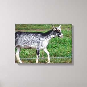 Lienzo Amish Goat