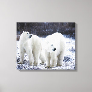 Lienzo Amor del oso polar