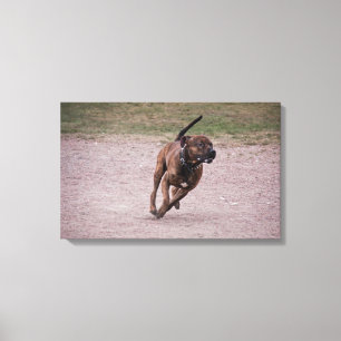 Lienzo Amstaff corriendo