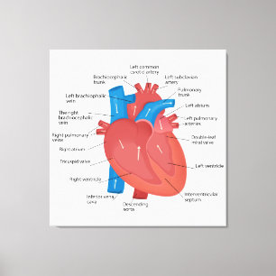Lienzo Anatomía cardíaca