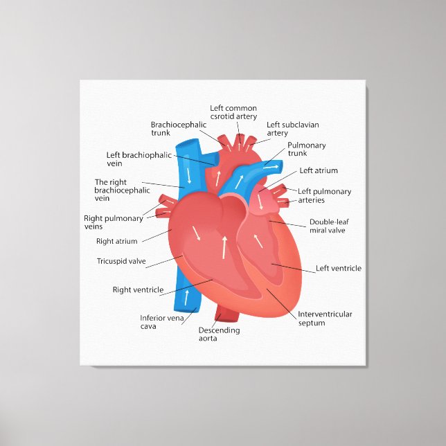 Lienzo Anatomía cardíaca (Anverso)