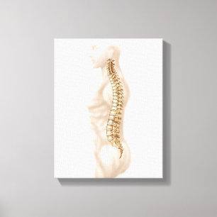 Lienzo Anatomía De Columna Vertebral Humana, Lateral Izqu