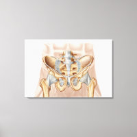 Anatomía De Hueso Pélvico Y Ligaments Humanos