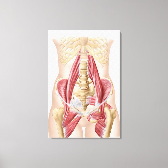 Lienzo Anatomía De Iliopsoa, Los Músculos Dorsales Del Hi (Anverso)