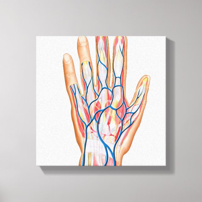 Lienzo Anatomía De La Espalda De La Mano Humana (Anverso)