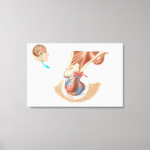 Lienzo Anatomía De La Glándula Pituitaria