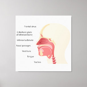 Lienzo Anatomía de la nariz humana