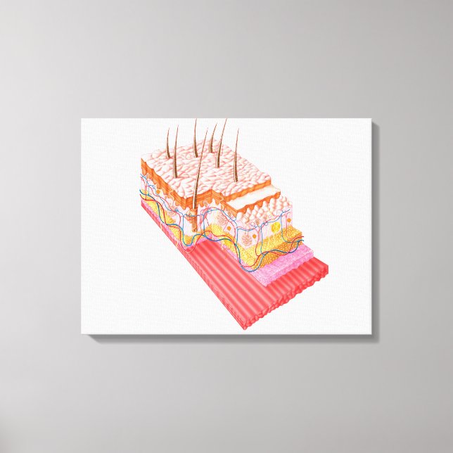 Lienzo Anatomía De La Piel Humana (Anverso)