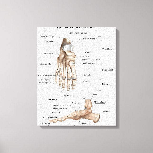 Lienzo Anatomía de los huesos de pie (Anverso)