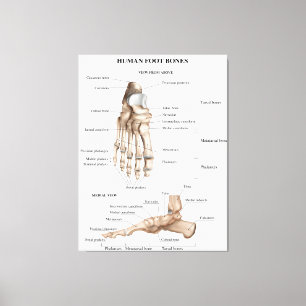 Lienzo Anatomía de los huesos de pie