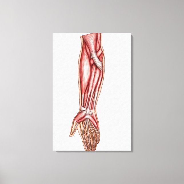 Lienzo Anatomía De Los Músculos Del Forearm Humano 2 (Anverso)