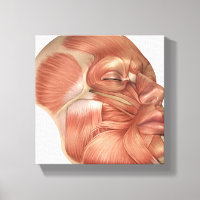 Anatomía De Los Músculos Del Rostro Humano