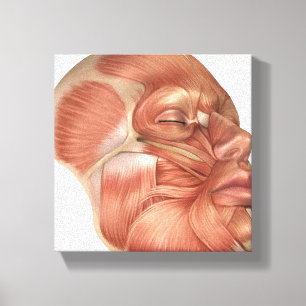 Lienzo Anatomía De Los Músculos Del Rostro Humano