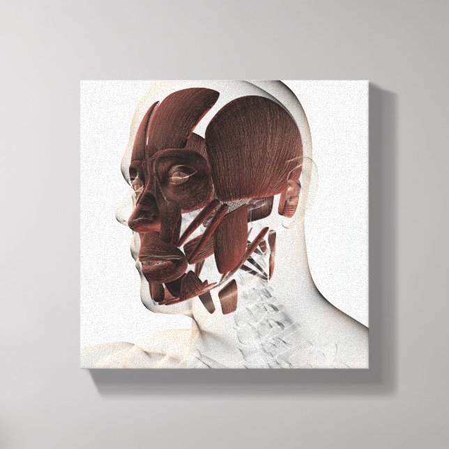 Lienzo Anatomía De Los Músculos Faciales Masculinos, Vist (Anverso)