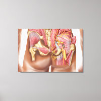 Anatomía De Los Músculos Gluteales En Las Bocas