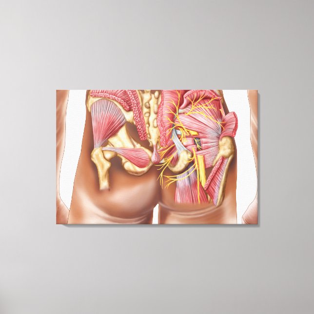 Lienzo Anatomía De Los Músculos Gluteales En Las Bocas (Anverso)