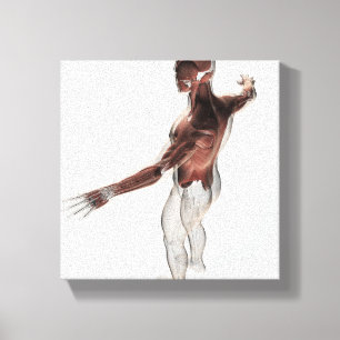 Lienzo Anatomía de los músculos masculinos en el cuerpo