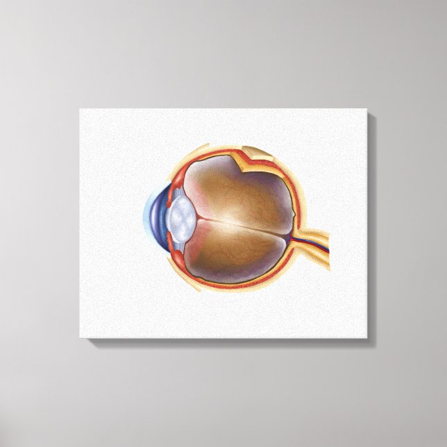 Lienzo Anatomía De Los Ojos Humanos (Anverso)
