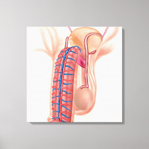 Lienzo Anatomía de los órganos reproductivos masculinos