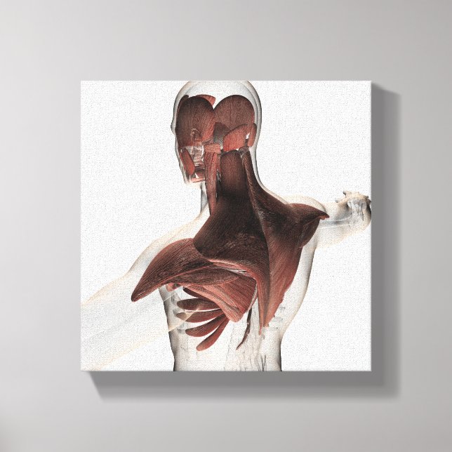 Lienzo Anatomía De Músculos Masculinos En El Cuerpo Super (Anverso)